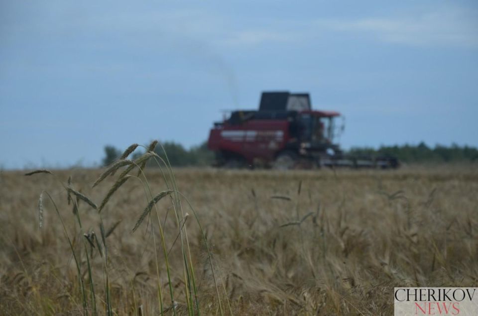 В Чериковском районе намолотили 2 тысячи тонн ячменя