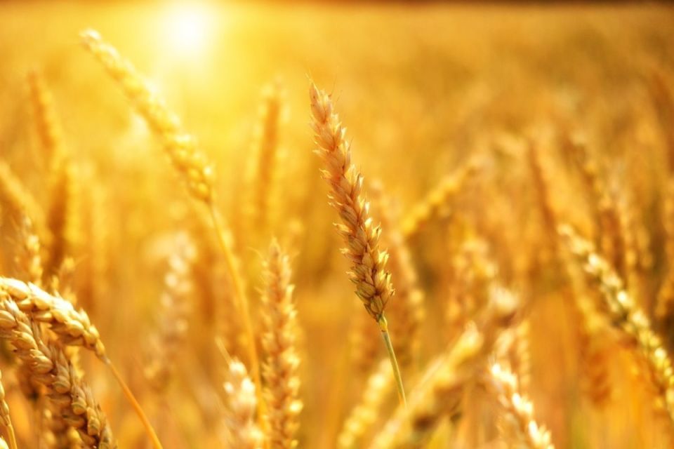Почти 6,8 млн т зерна с учетом рапса намолочено в Беларуси