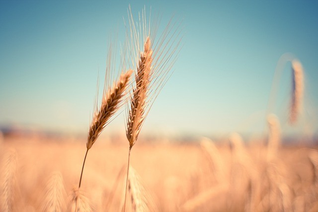 В Чериковском районе убрано 97% зерновых и зернобобовых культур