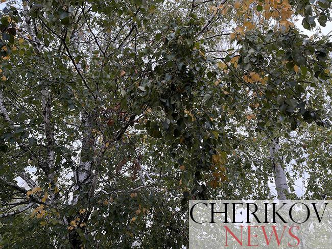 С утра дожди, днем без осадков и до +22°С ожидается в Могилевской области 25 сентября