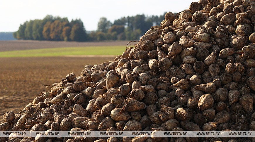 Более 2,5 млн тонн сахарной свеклы накопано в Беларуси