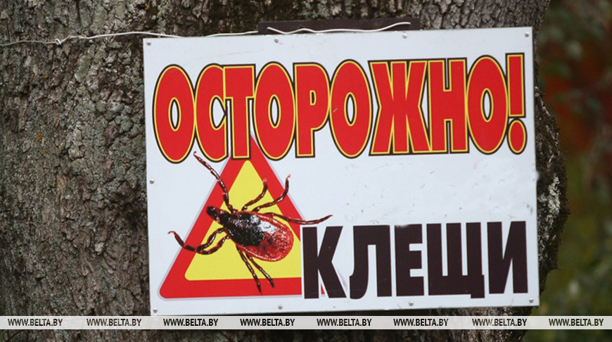 Иксодовые клещи активизировались в Беларуси. В каких областях есть пострадавшие