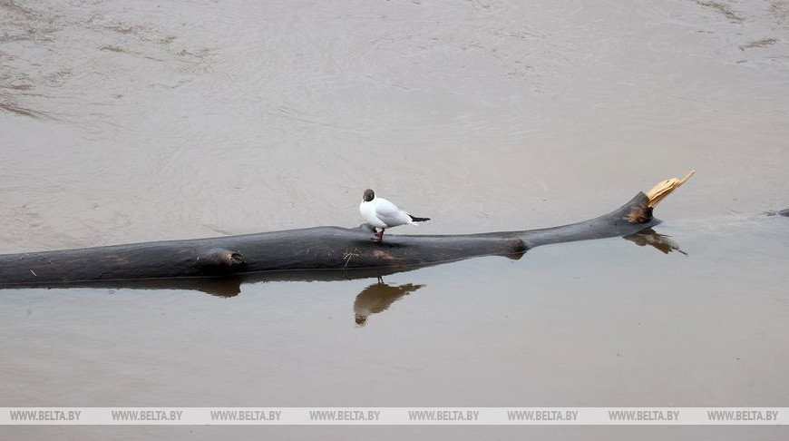 На реках Беларуси в ближайшие дни будет преобладать рост уровней воды