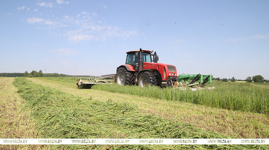 ФОТОФАКТ: Заготовка кормов в Могилевской области