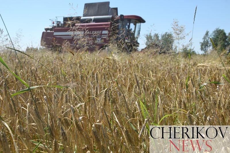 В Чериковском районе положено начало жатве хлебов