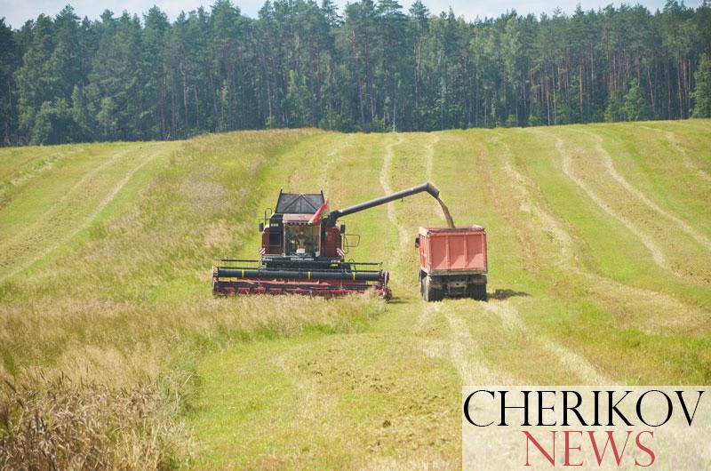 В Чериковском районе убрано 35% зерновых и зернобобовых культур