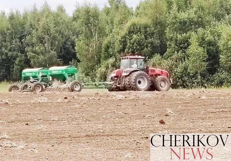 В Чериковском районе практически завершен сев озимого рапса