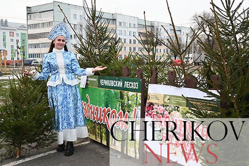 Елочка, елка, лесной аромат! В Черикове начали работу елочные базары