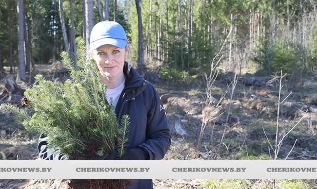 Зеленое будущее: на Чериковщине проходит акция  «Дай лесу новае жыццё!»