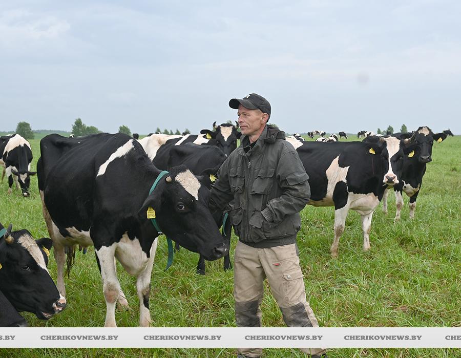 В хозяйствах Чериковского района приступили к выпасу скота
