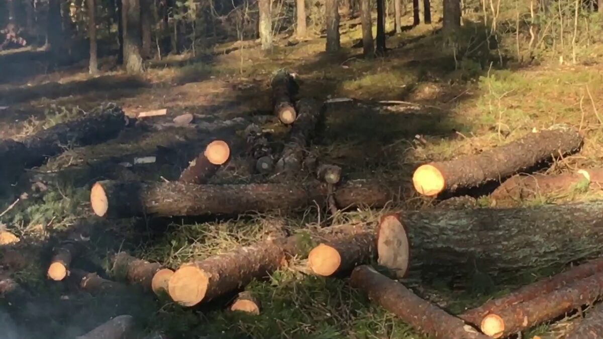 При валке леса в Краснопольском районе погиб работник