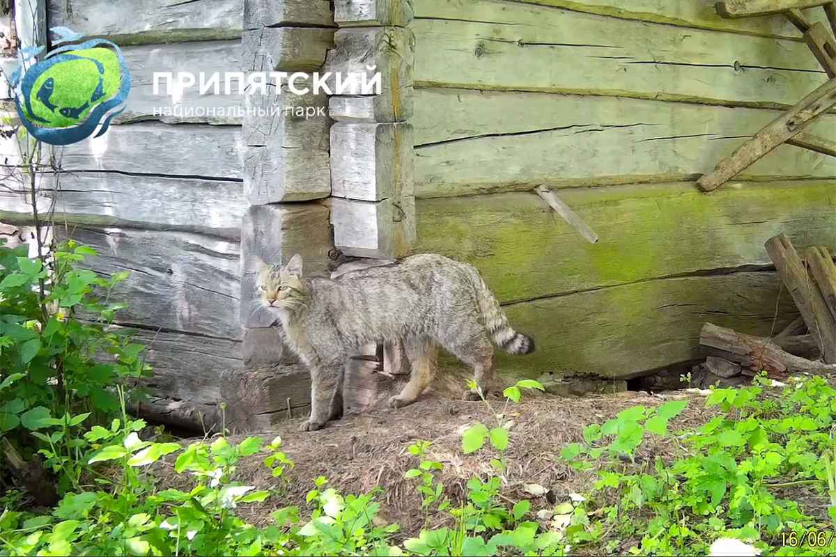 Спустя сто лет в Беларусь вернулся лесной кот — его заметили в Национальном парке “Припятский”