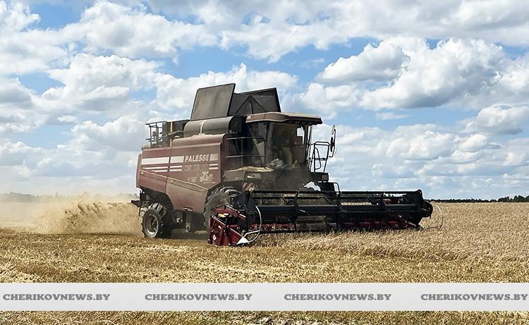 Хлеборобы Чериковского района намолотили почти 10 тысяч тонн зерна