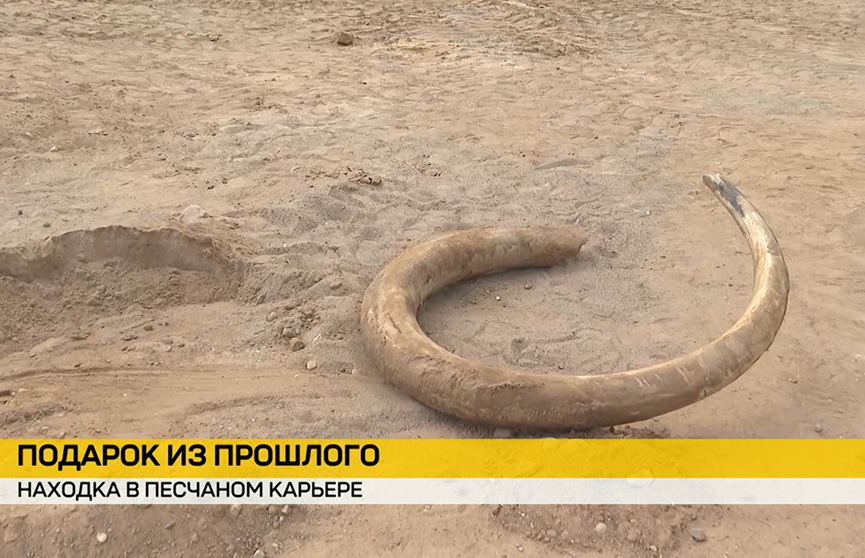 Под Витебском найден бивень мамонта, пролежавший в земле около 20 тыс. лет