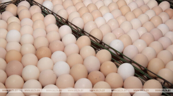 Сколько сельхозпродукции произвели в Беларуси за январь-август этого года, рассказали в Белстате 