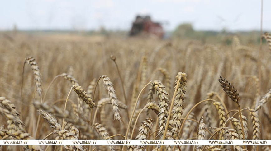 Зерновые и зернобобовые культуры с кукурузой в Беларуси убраны с 94% площадей