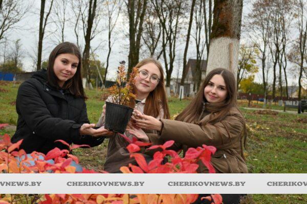 В Черикове продолжается благоустройство: в в парках и скверах высаживают деревья