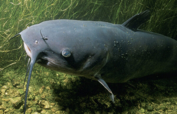 В Беларуси с 1 ноября начнет действовать запрет на лов сома и сига чудского