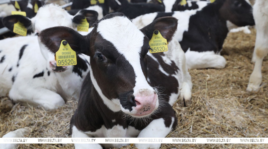 КГК выявил нарушения в подготовке ферм Могилевской области к зимовке скота