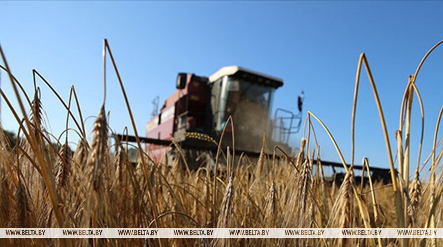 Свыше 10,7 млн тонн зерна с учетом рапса и кукурузы собрали в Беларуси