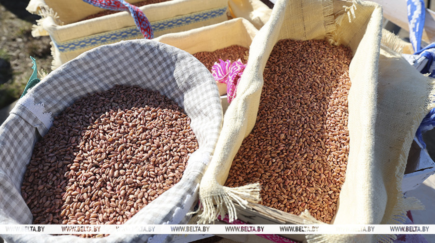 «Профицит зерна, на 85 тыс. тонн больше овощей». Шулейко об итогах сельскохозяйственного года