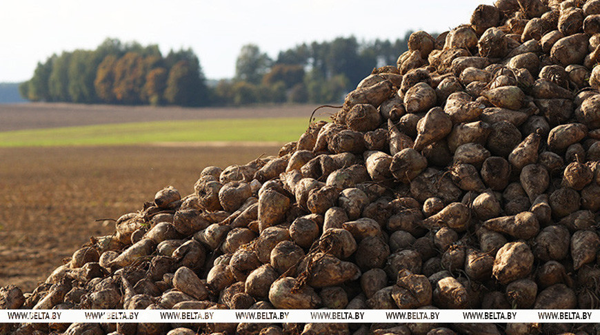 В Беларуси завершилась уборка сахарной свеклы