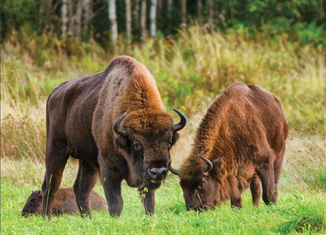 Опубликован рейтинг стран по количеству зубров. На каком месте оказалась Беларусь?