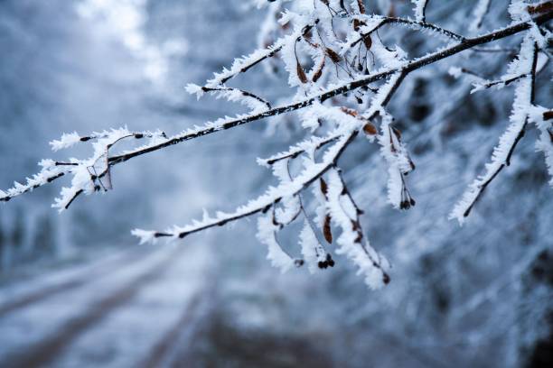 Когда в Беларуси ждать первых ощутимых зимних морозов, рассказали синоптики 