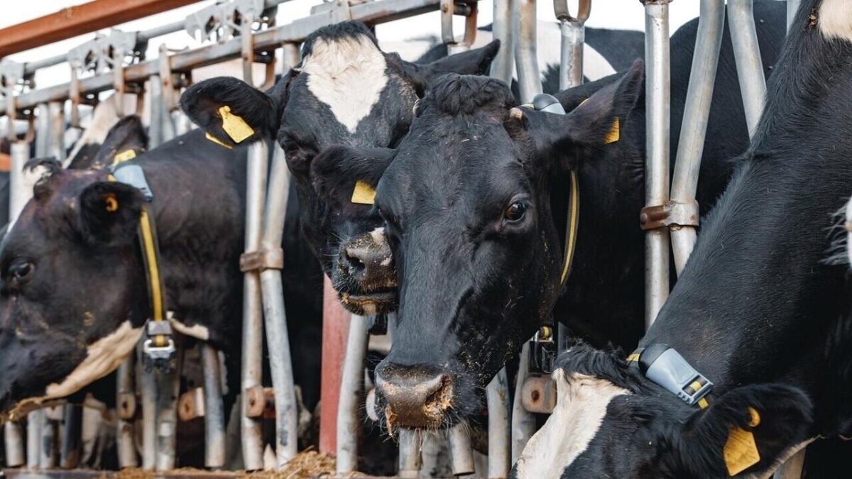 На ферме под Могилевом скрыли гибель скота — теперь директору грозит 10-летний срок