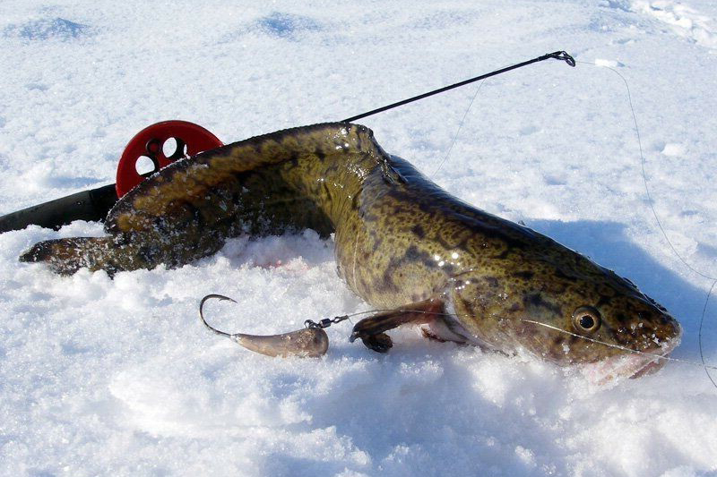 Рыболовам Чериковщины советуют не ловить налима: до 28 февраля введен запрет на его добычу