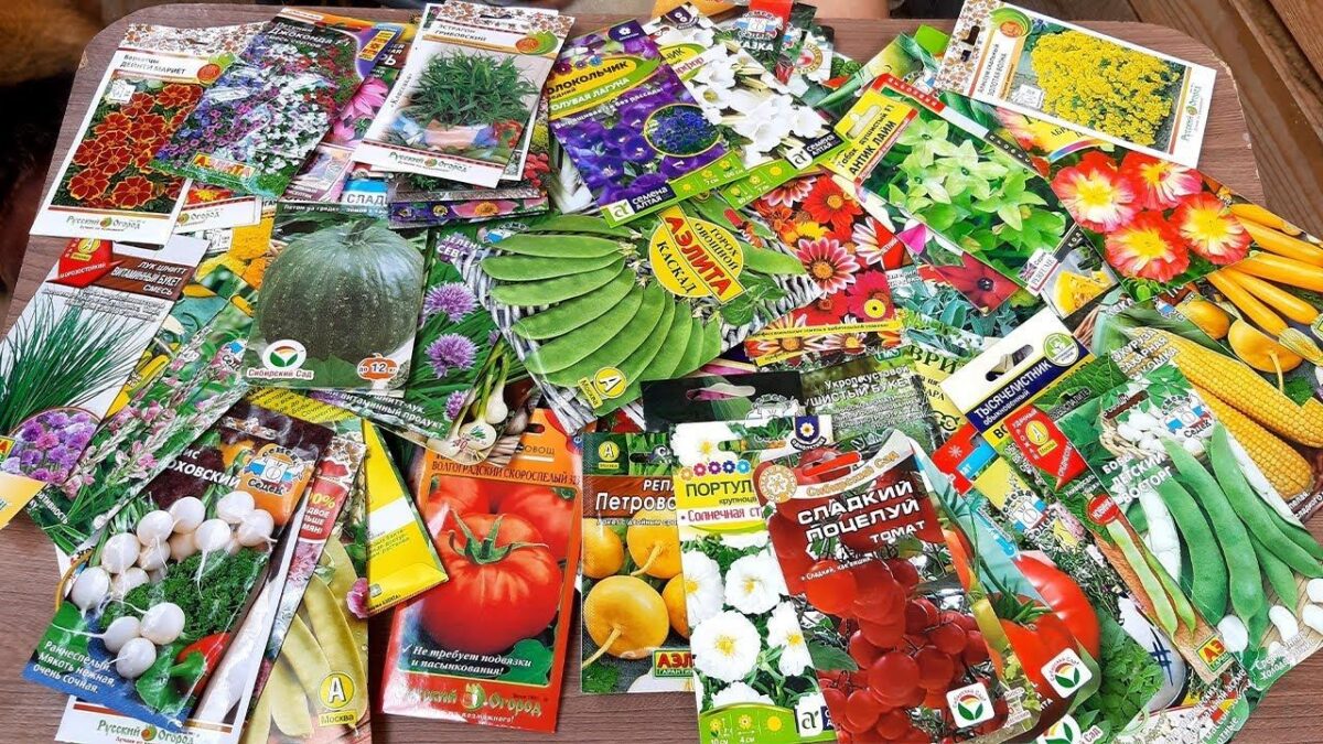 Январь: пора покупать семена. С чего начать?