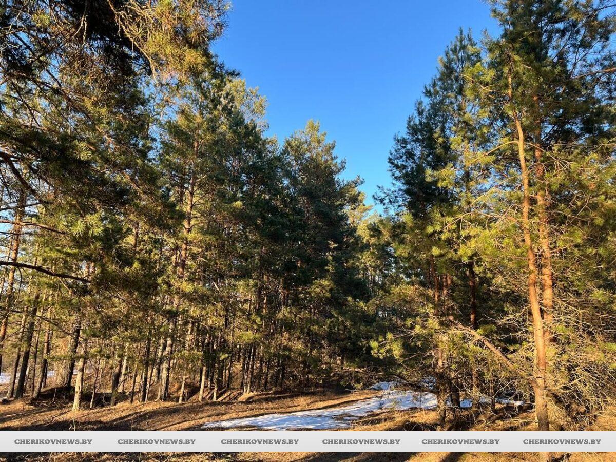 Запрет на посещение лесов вводят в большинстве регионов Беларуси