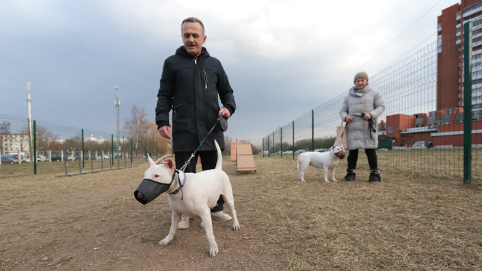 Как будут вычислять тех, кто не платит налог на собак, и куда пойдут собранные деньги?
