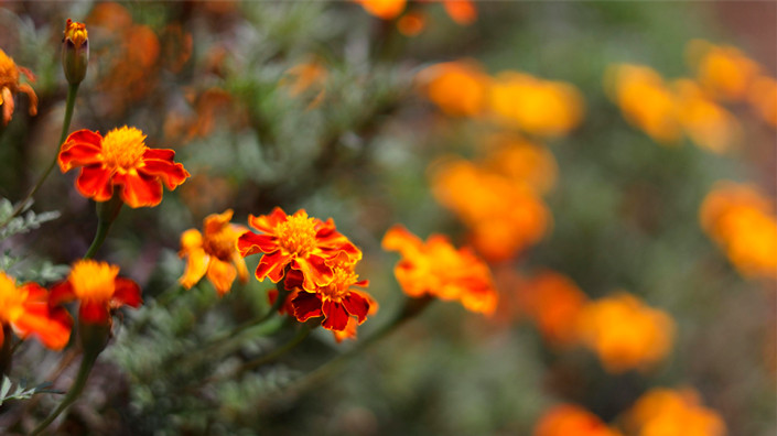 Цветочный сезон открыт! Что уже можно высаживать прямо в открытый грунт?