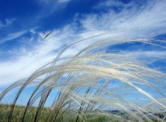 В Беларуси на 23 апреля объявлен оранжевый уровень опасности из-за ветра