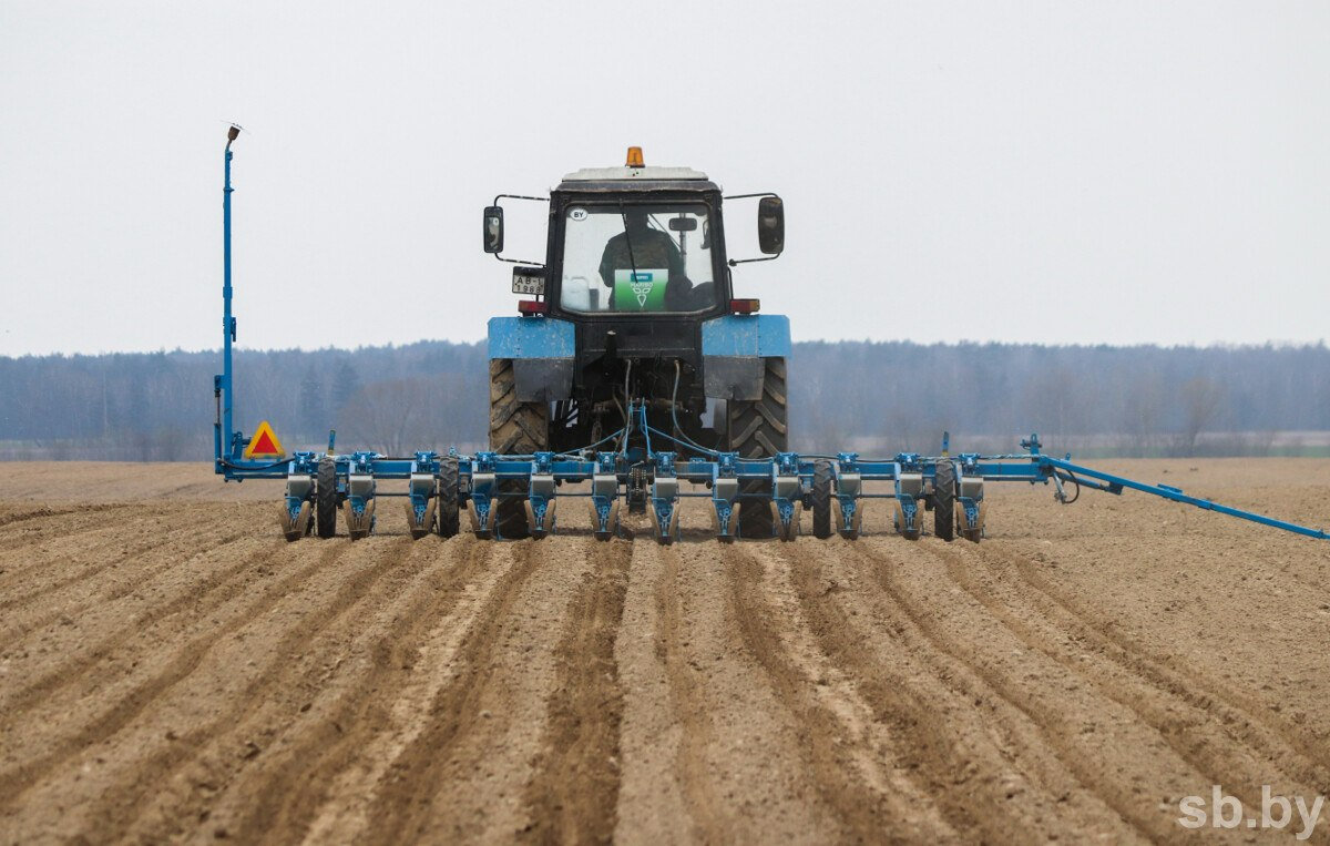 Сахарная свекла в Беларуси посеяна на 95% площадей