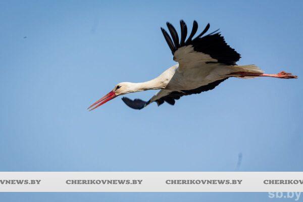 Не обойдется без сюрпризов. Рябов рассказал о погоде в Беларуси с 20 по 26 апреля
