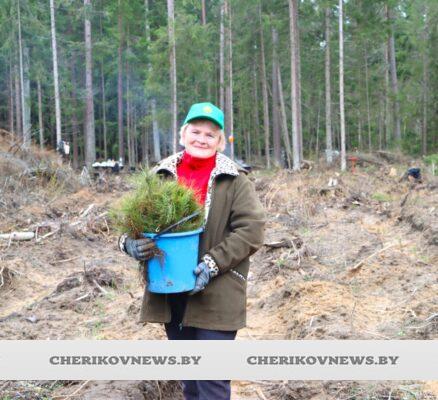 На Чериковщине депутаты и ветераны высадили более 3000 саженцев