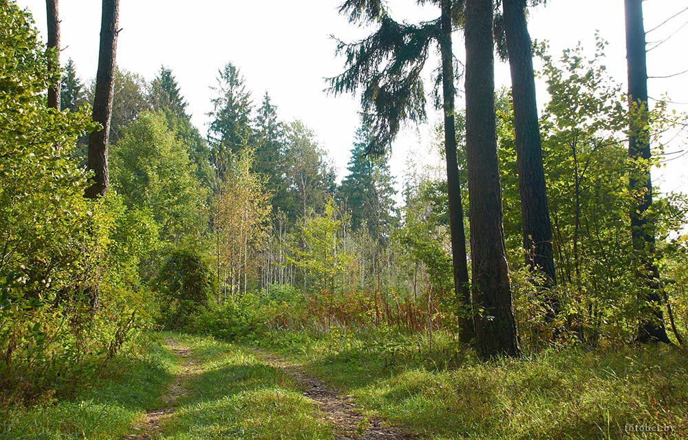 На всей территории Беларуси введены ограничения на посещение лесов