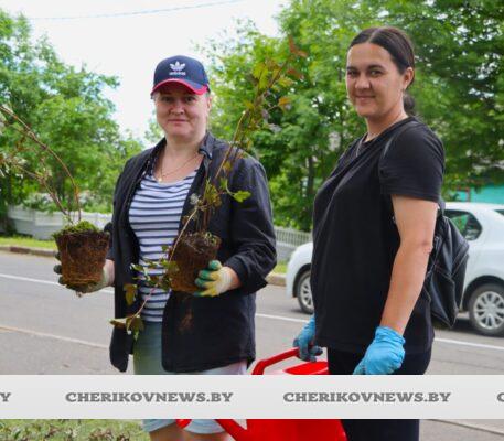 В Черикове становится зеленее: коммунальники украшают его живой изгородью