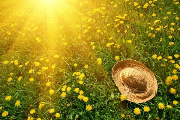 Новый максимум июня? Синоптики рассказали о прогнозируемой жаре на следующей неделе