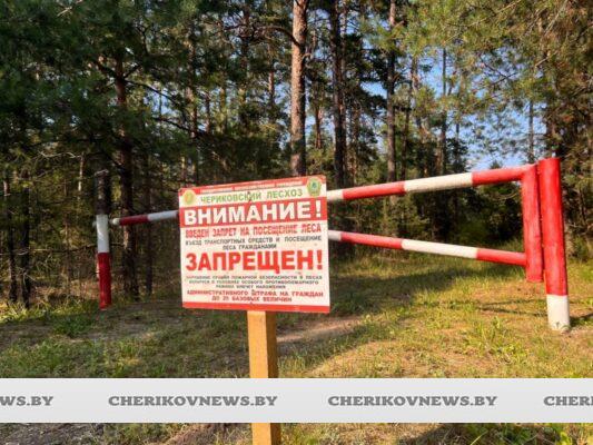 Ни шагу в лес: Чериковский район — среди 28 районов с полным запретом на посещение лесов