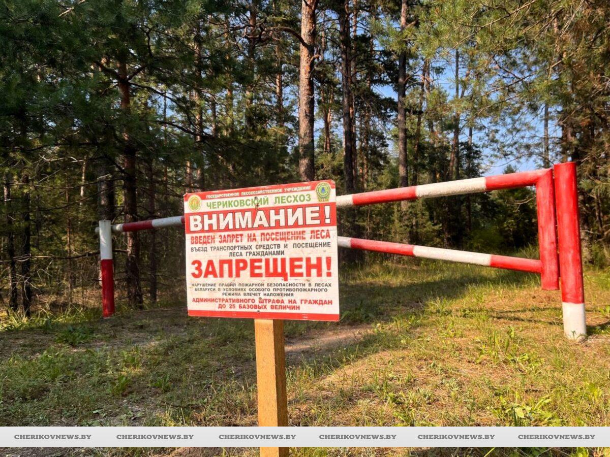 Ни шагу в лес: Чериковский район — среди 28 районов с полным запретом на посещение лесов